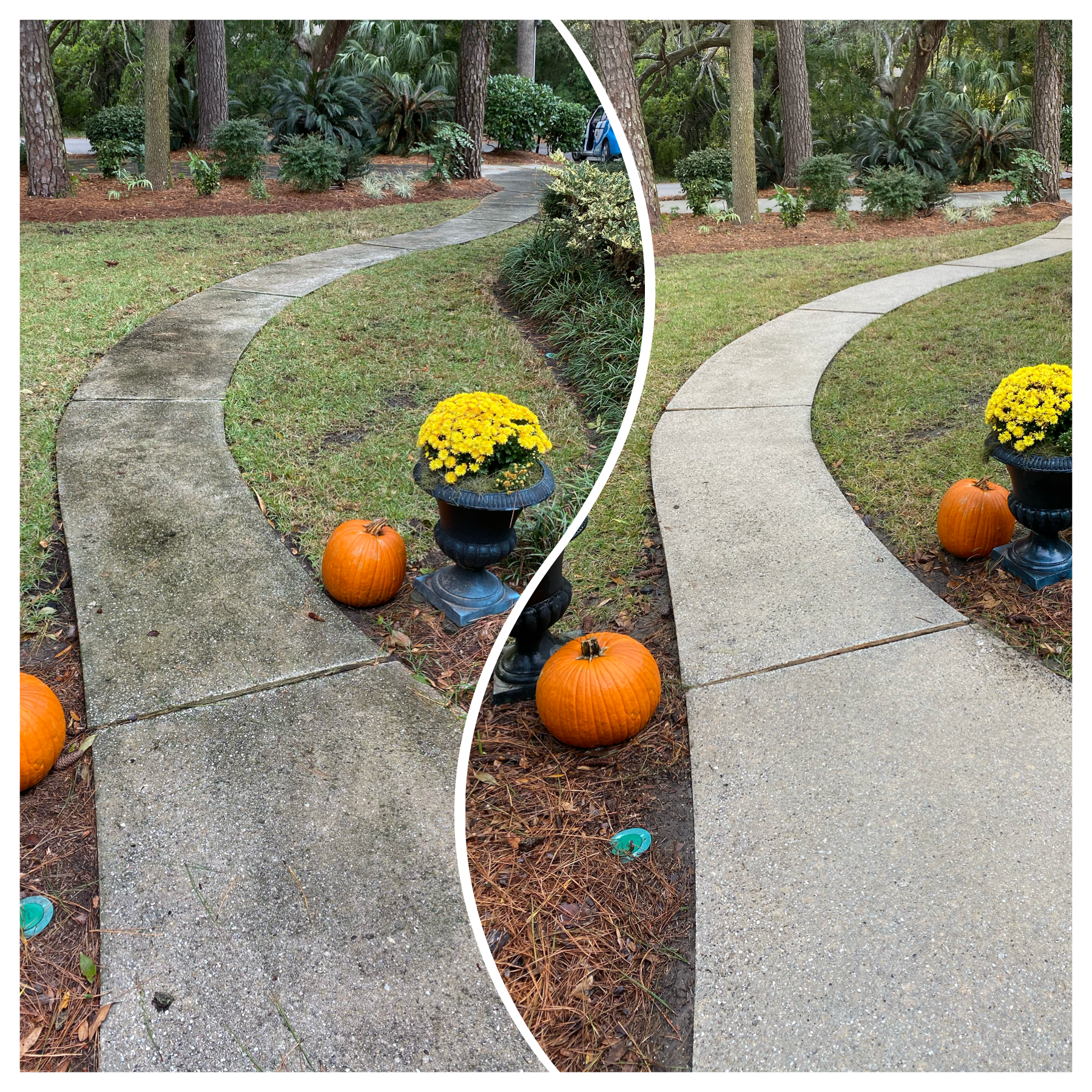 Before and After Concrete Walkway Cleaning in Bluffton SC